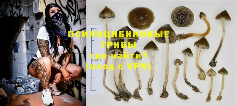 где можно купить   Шелехов  Галлюциногенные грибы Psilocybe 